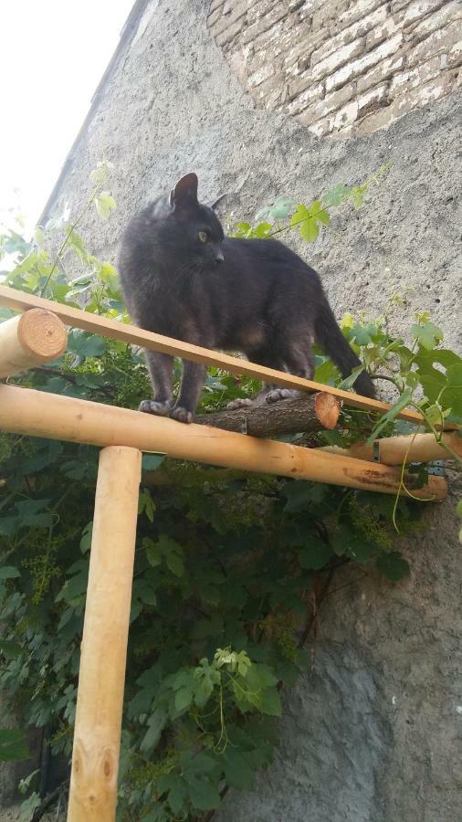 Lubiatow Der Kleine Bauernhof Keine Arbeiter Zadnych Pracownikowアパートメント エクステリア 写真